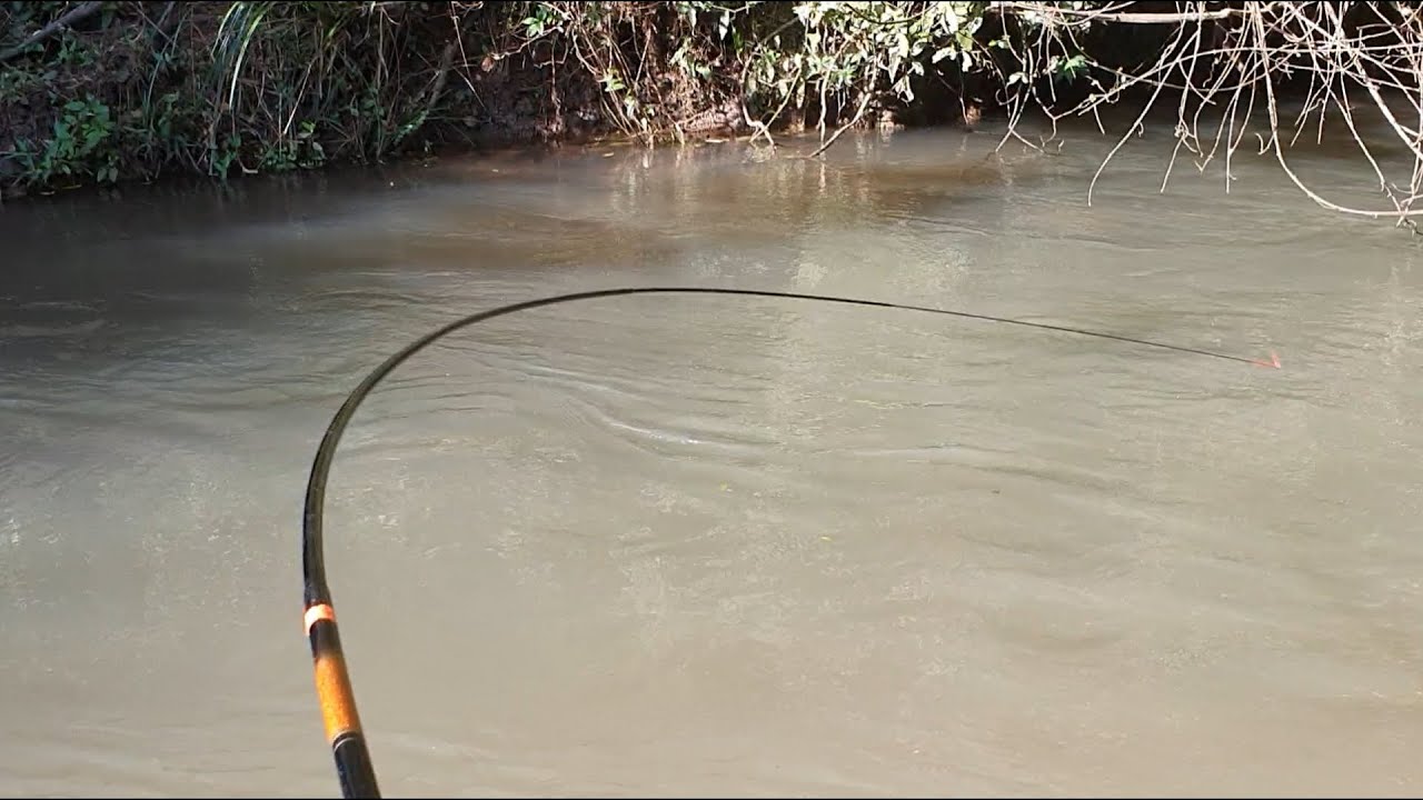 DESSA VEZ ACHAMOS O CARDUME, FOI FISGADA PARA TODO LADO!!! #pesca #pescadetraíra #pescaria