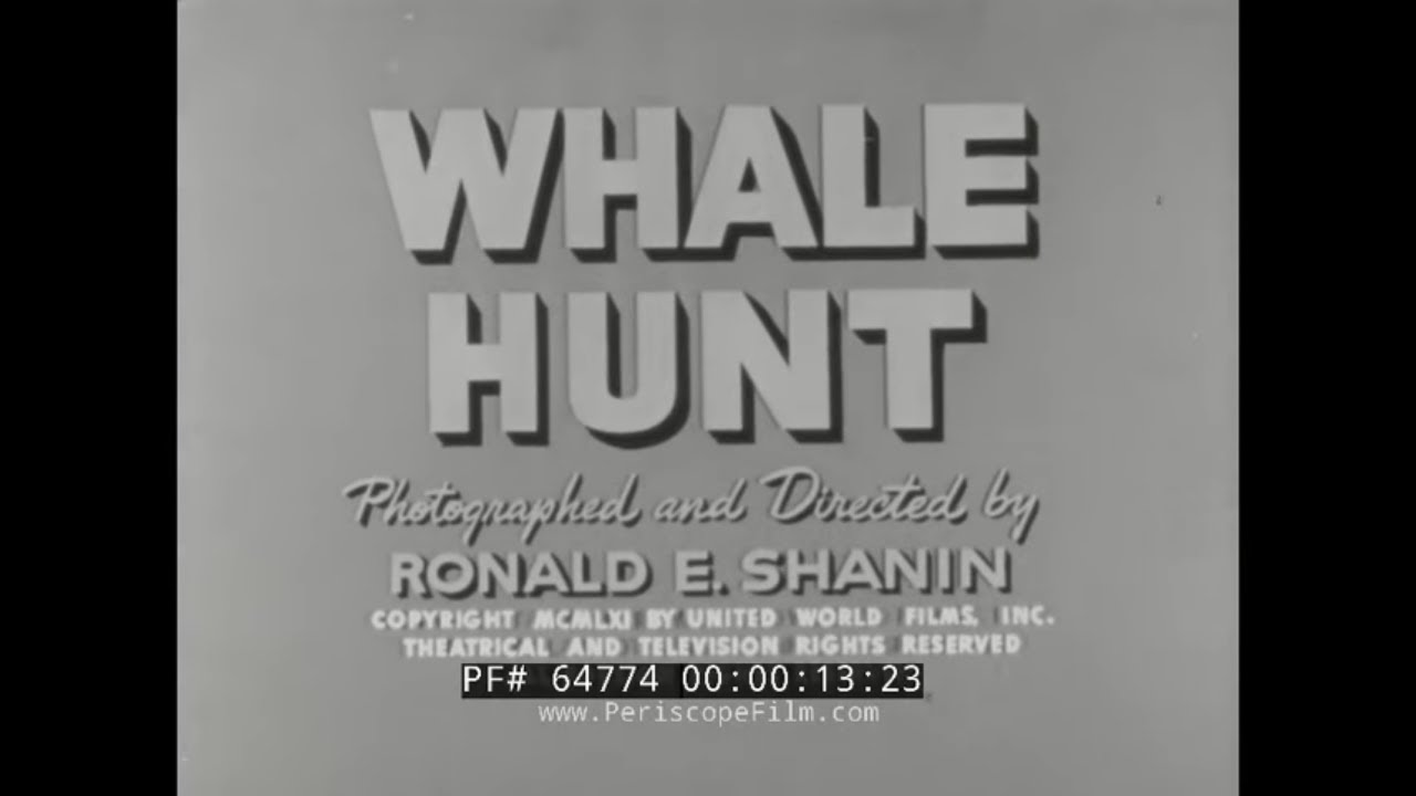 1960s WHALE HUNTING IN THE SOUTH ATLANTIC  DOCUMENTARY FILM  HARPOONS & TNT  64774