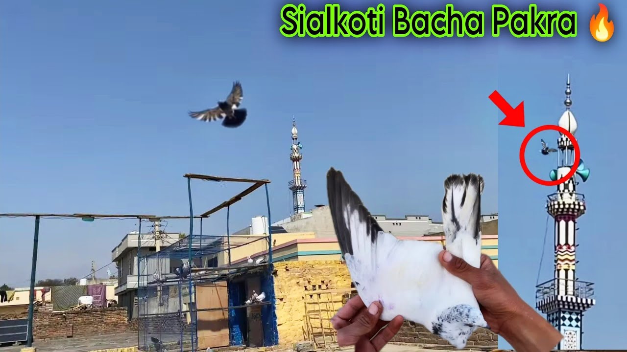 3 Kabootar Aye 1 Bacha Hath Aya 😍 Minar Par Betha Kabutar 🕊️