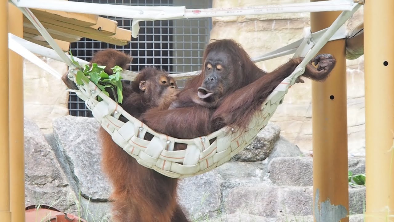 赤ちゃん返り?のリキ兄ちゃん・オランウータン