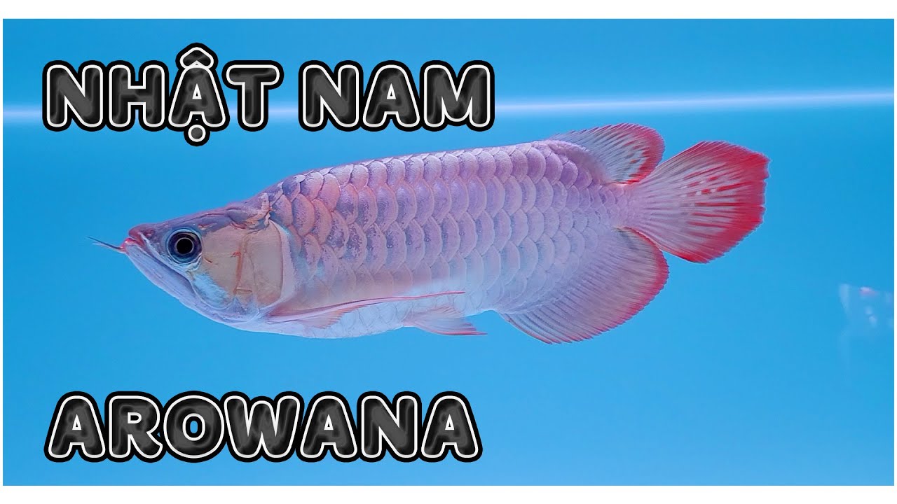Thăm Cơ Sở Cá Rồng VIP Của Nhật Nam Arowana Quận 10 | Nam Ngô