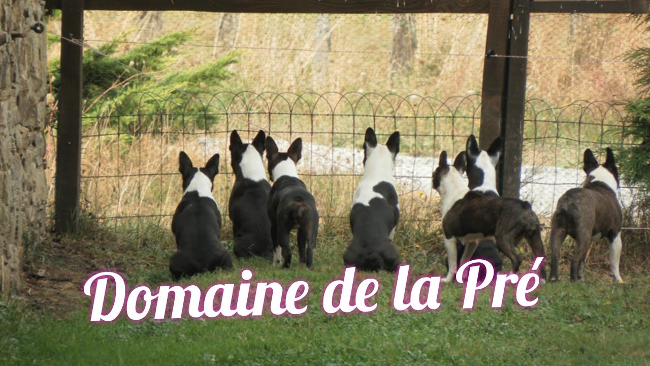 les coquins