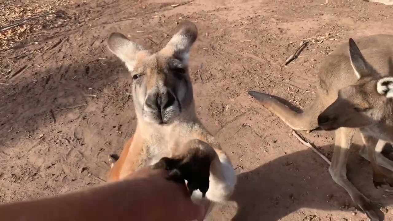Hanging with our mob of Kangaroos @rufusthecouchkangaroo5999