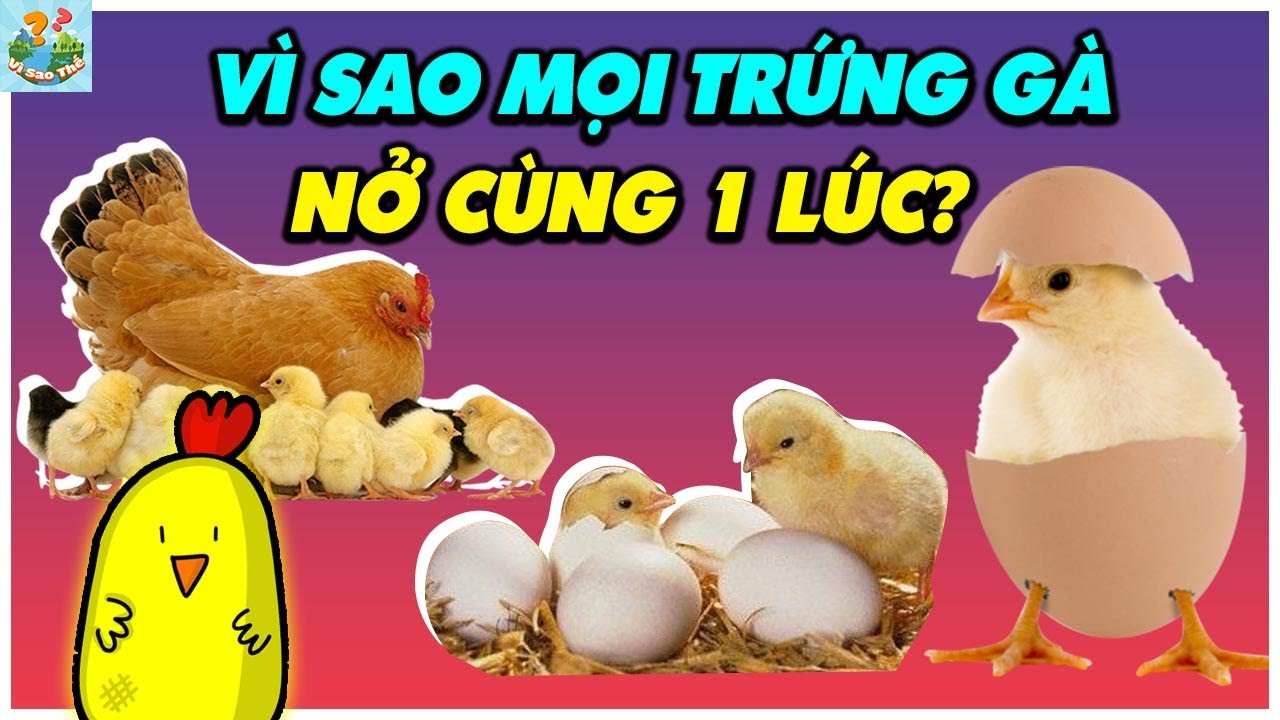 Vì sao khi gà ấp trứng thì mọi quả đều nở ra cùng thời điểm?