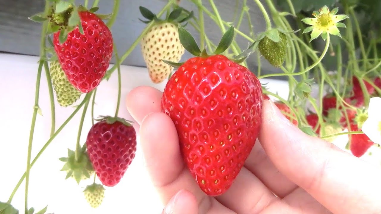 Strawberry Picking at "Flying Strawberry in Tokyo"