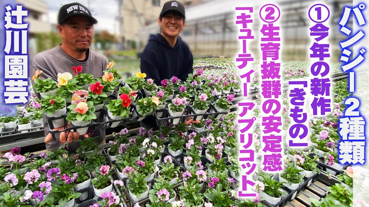 【辻川園芸】新たな発見！今年の暑さの中でも抜群の生育だったパンジーはこの品種です【花苗農家】