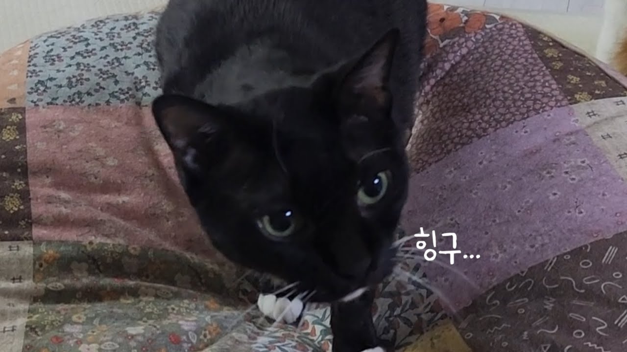 집사한테 공갈치다가 궁디짝스매싱 맞았대요 힝구