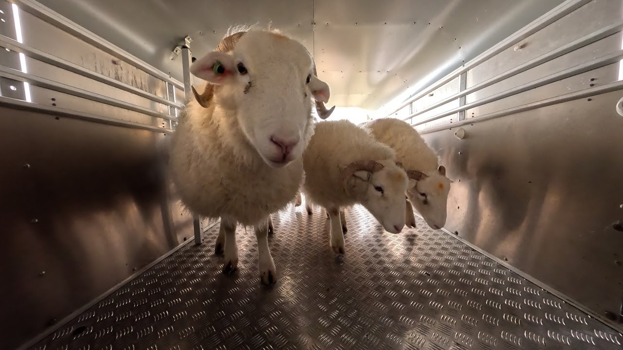 Running our ewes through the footdip