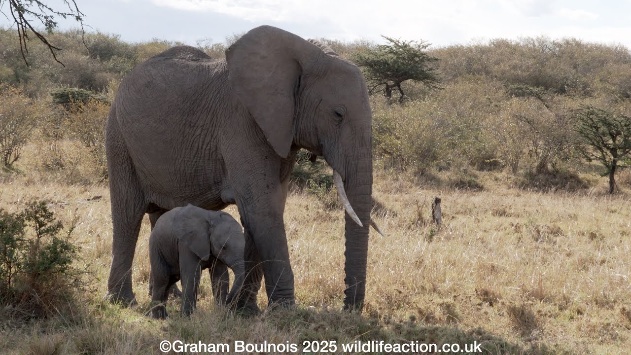 Elephant herd with a tiny calf