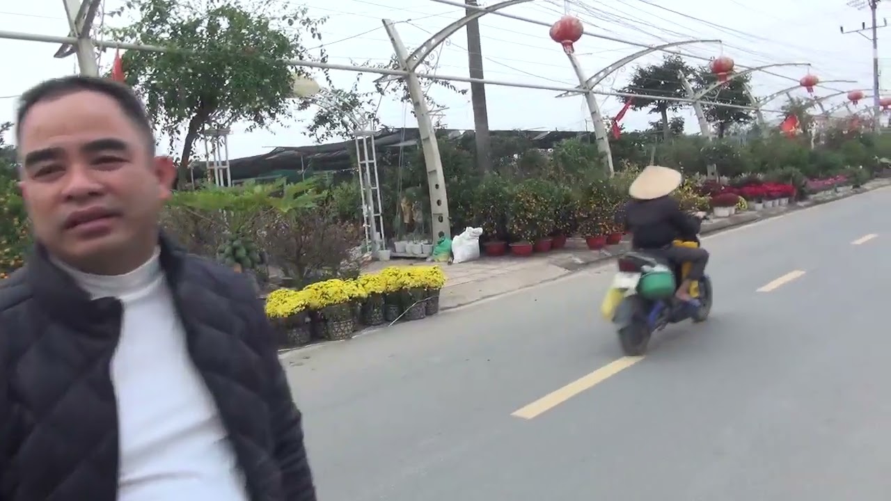 Chợ hoa  tích  giang. Chiều 23 tết đào quất bày bán bạt ngàn đại hạ giá 