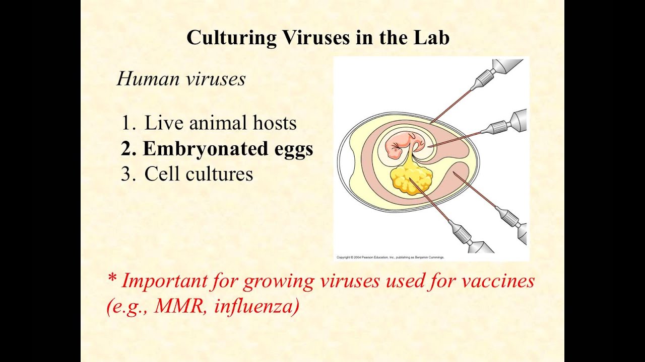 BIO2020 Episode 048: cultivating viruses