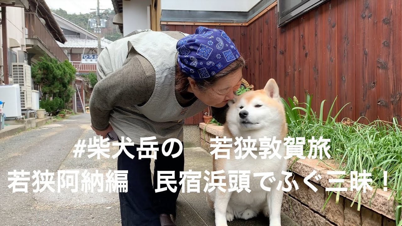 #柴犬岳の「福井県若狭敦賀旅」小浜阿納編　民宿浜頭でふぐ三昧