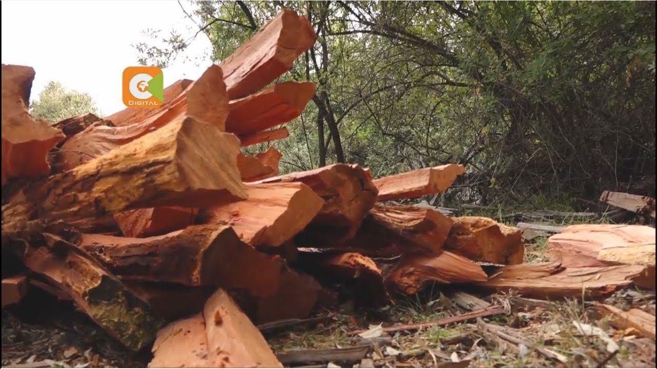 Gov't issues a three-month ban on logging