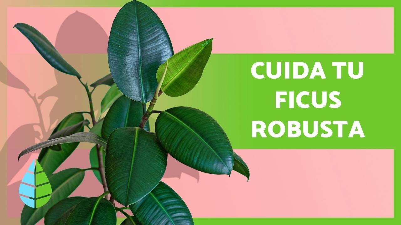 CUIDADOS del FICUS ELASTICA o FICUS ROBUSTA 🌿 &iexcl;Luz, riego, sustrato y m&aacute;s! ☀️