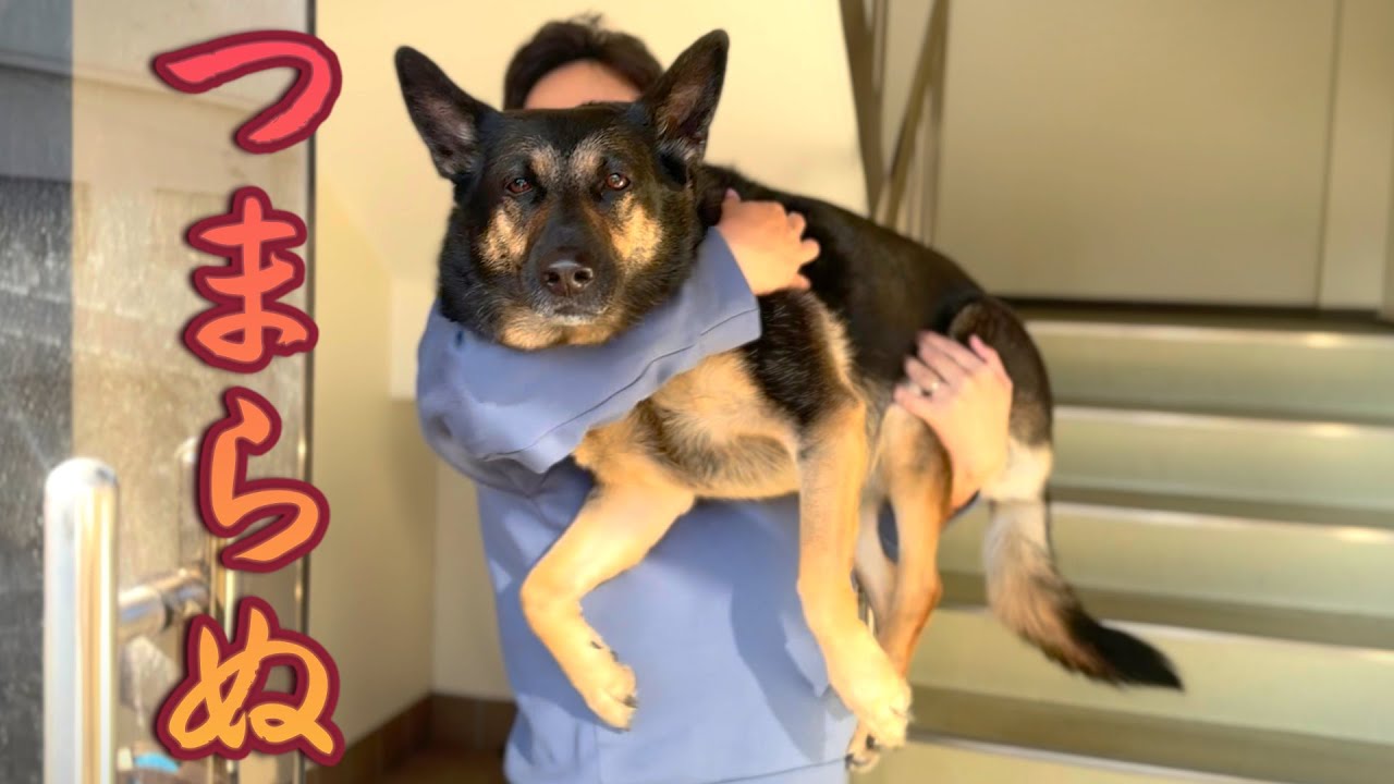 ママが出かけた休日、オヤジが愛犬を全力でもてなした結果…ｗ【ジャーマンシェパード】