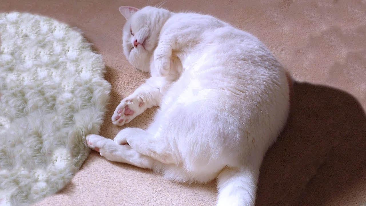 猫になりたいって思う人たくさんいると思う！