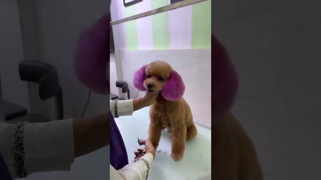 The Poodle Asian fusion trim is a creative grooming style #groomingtime