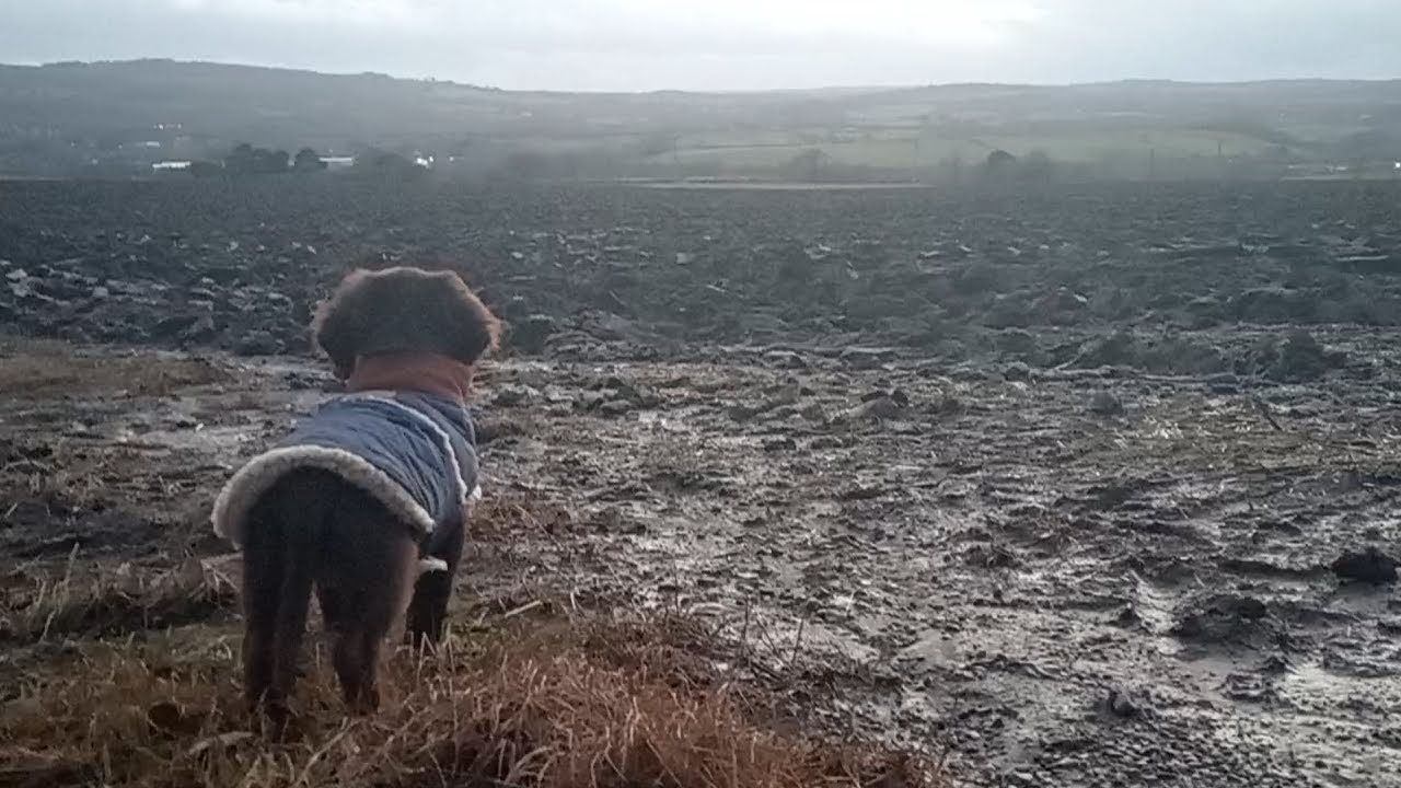 Rilley's first walk. Farm time 