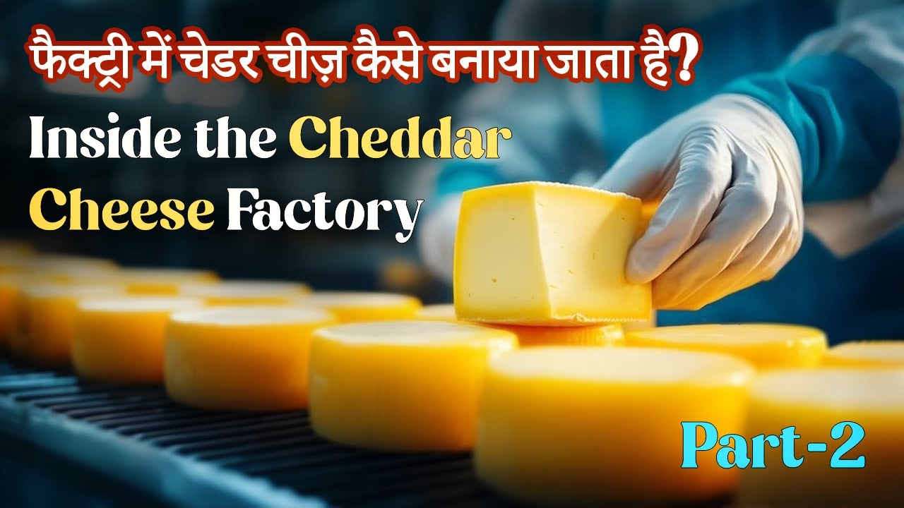 Factory में चेडर चीज़ कैसे बनाया जाता है | Inside the Cheddar Cheese Factory