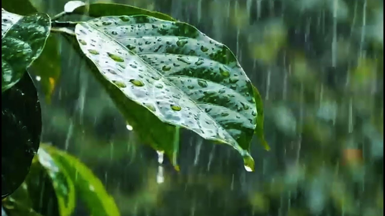 When Rain Touches Green Leaves, Sleep Comes Naturally