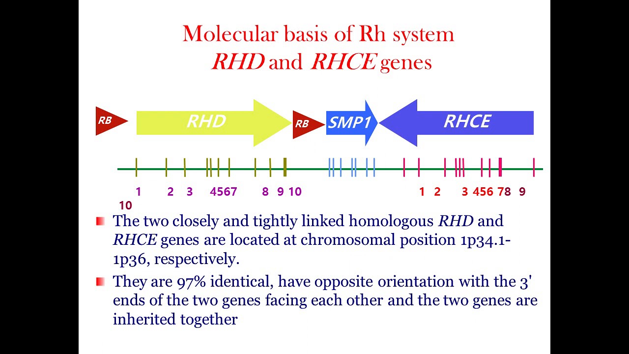 Lecture 4 Rh Blood Group System .. part I