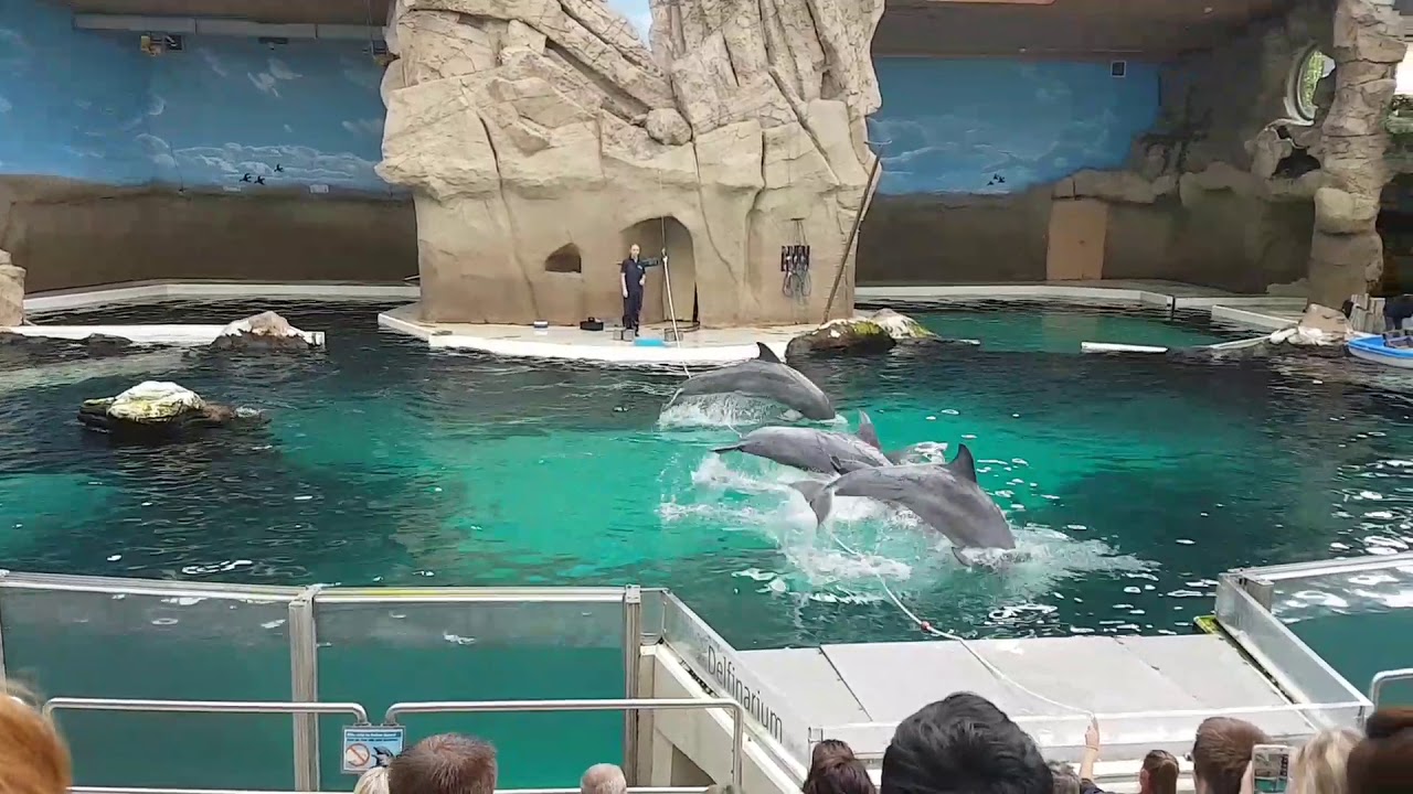 Delfine Show Zoo Duisburg 20.8.17