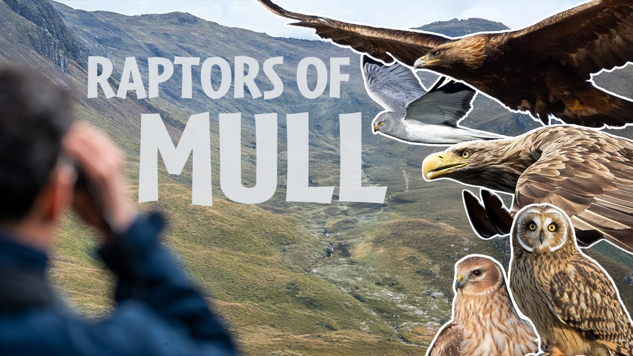 Isle of Mull Birds of Prey 4K | Eagles, Hen Harriers and Owls!