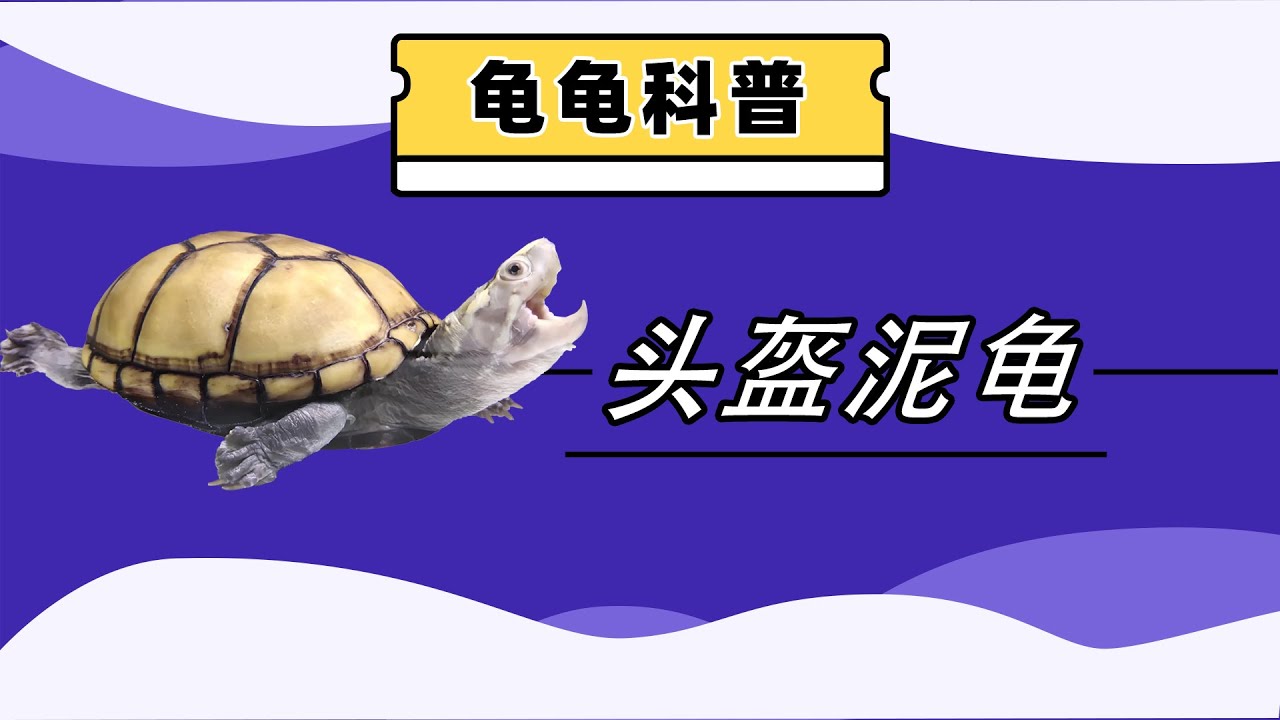 龟龟科普之头盔泥龟