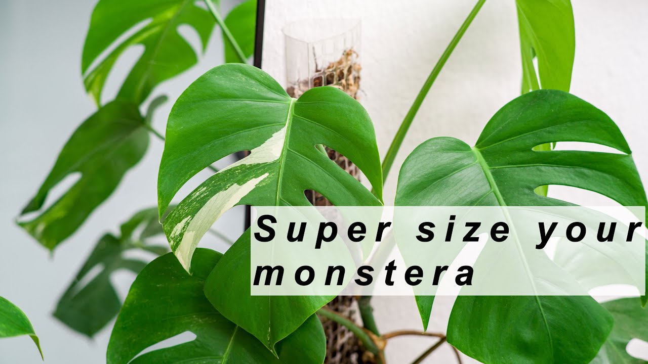 The Simplest Way to Upsize Your Plants!