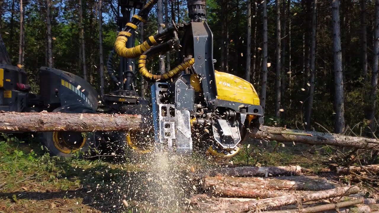 Ponsse Ergo and the Pinus nigra