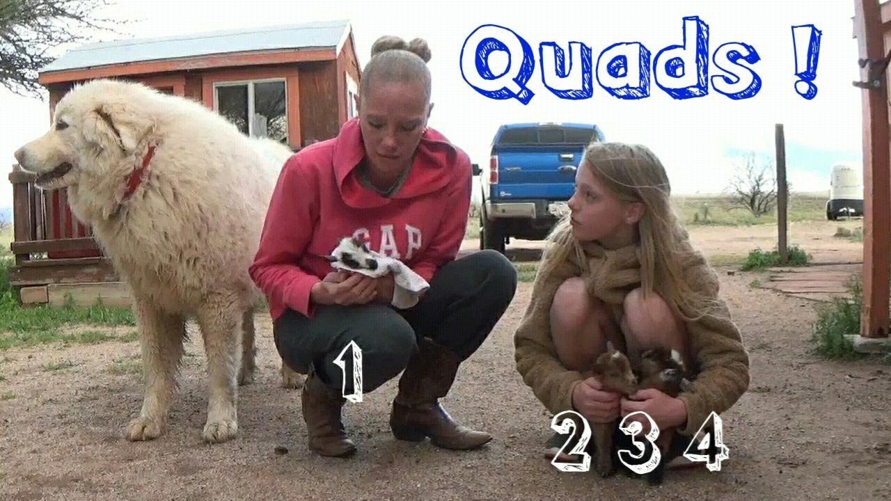 Nigerian Dwarf Has 4 Baby Goats!!