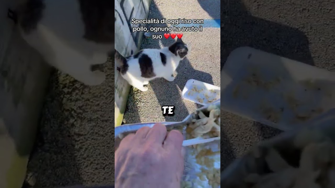 Oggi riso con pollo per i gatti ❤️❤️❤️