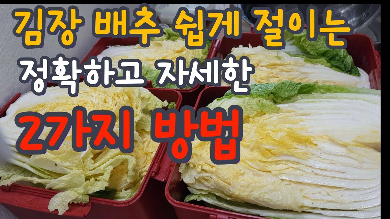 김장배추 쉽게 절이는 법 2가지! 정확하고 자세한 비율과 양으로 김장배추 절이기는 이 방법으로 완결하세요~