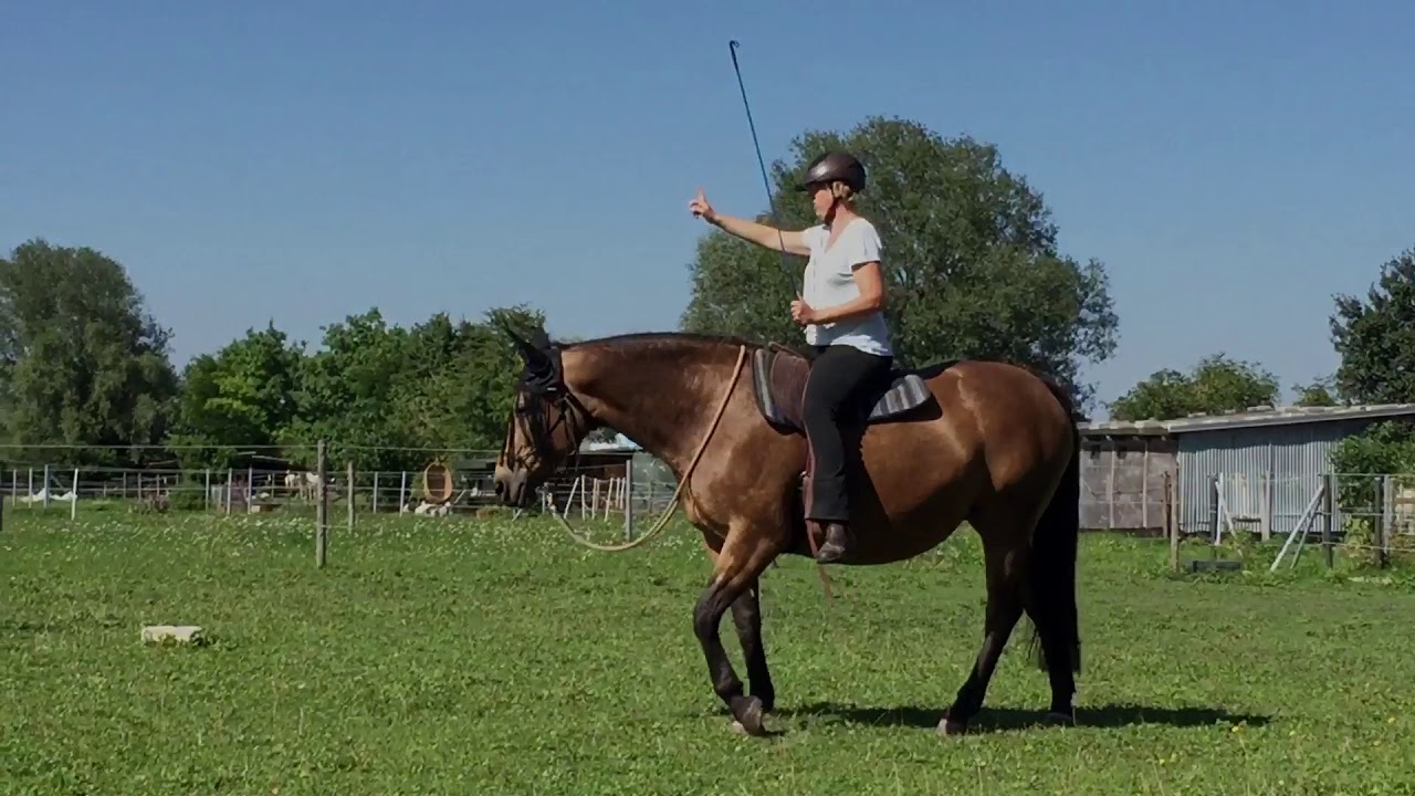 Sanfter Reiten - wie pferdefreundliches Reiten glücklich macht