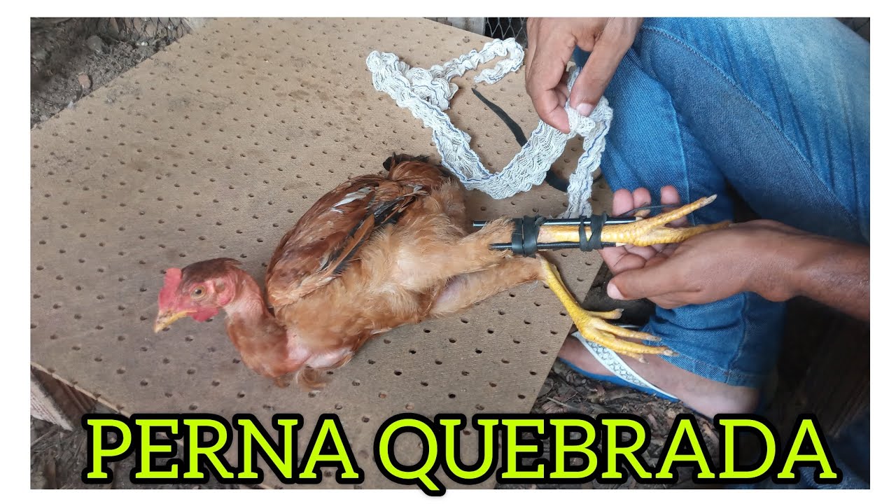 TRATAMENTO GALINHA COM A PERNA QUEBRADA