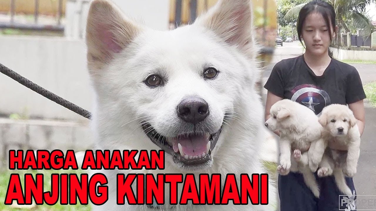 HARGA ANAK ANJING KINTAMANI CHECK