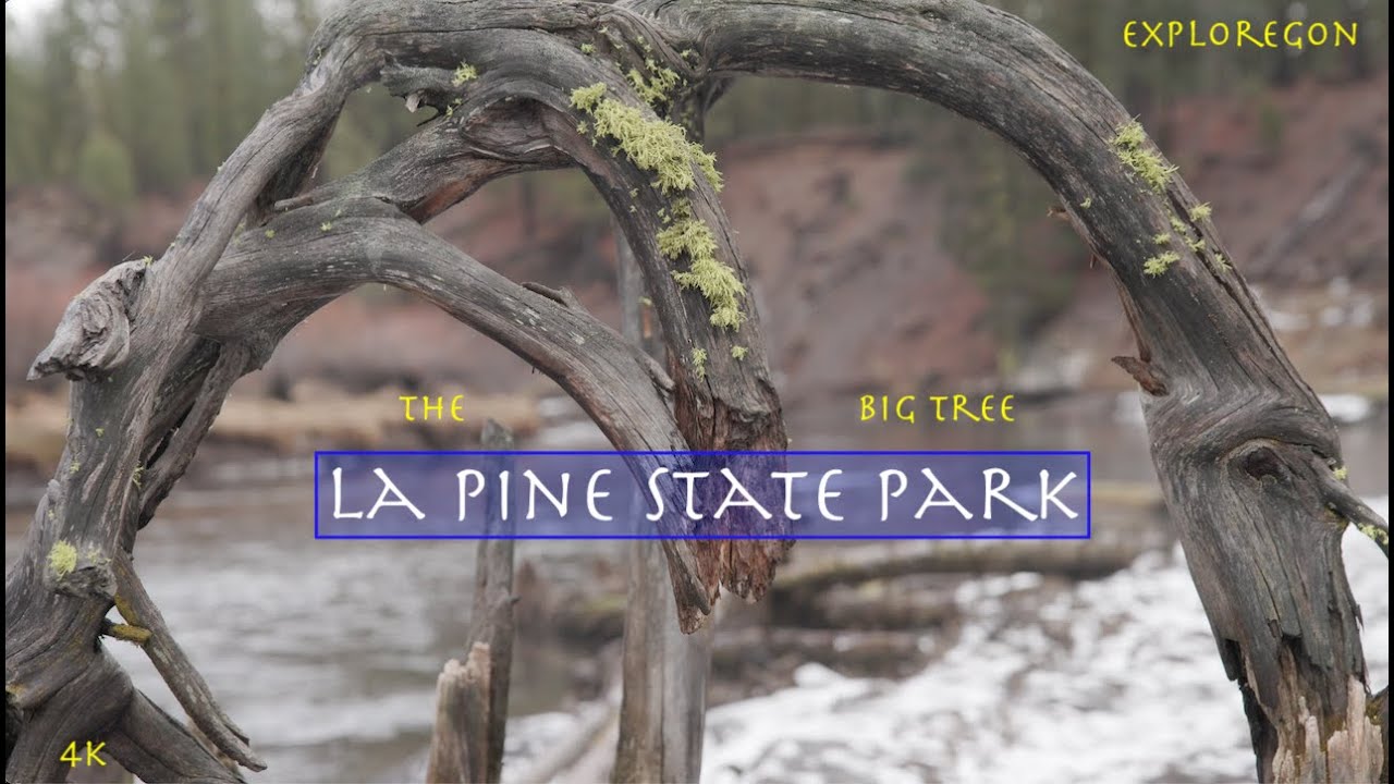 World's Largest Recorded Ponderosa Pine Tree!