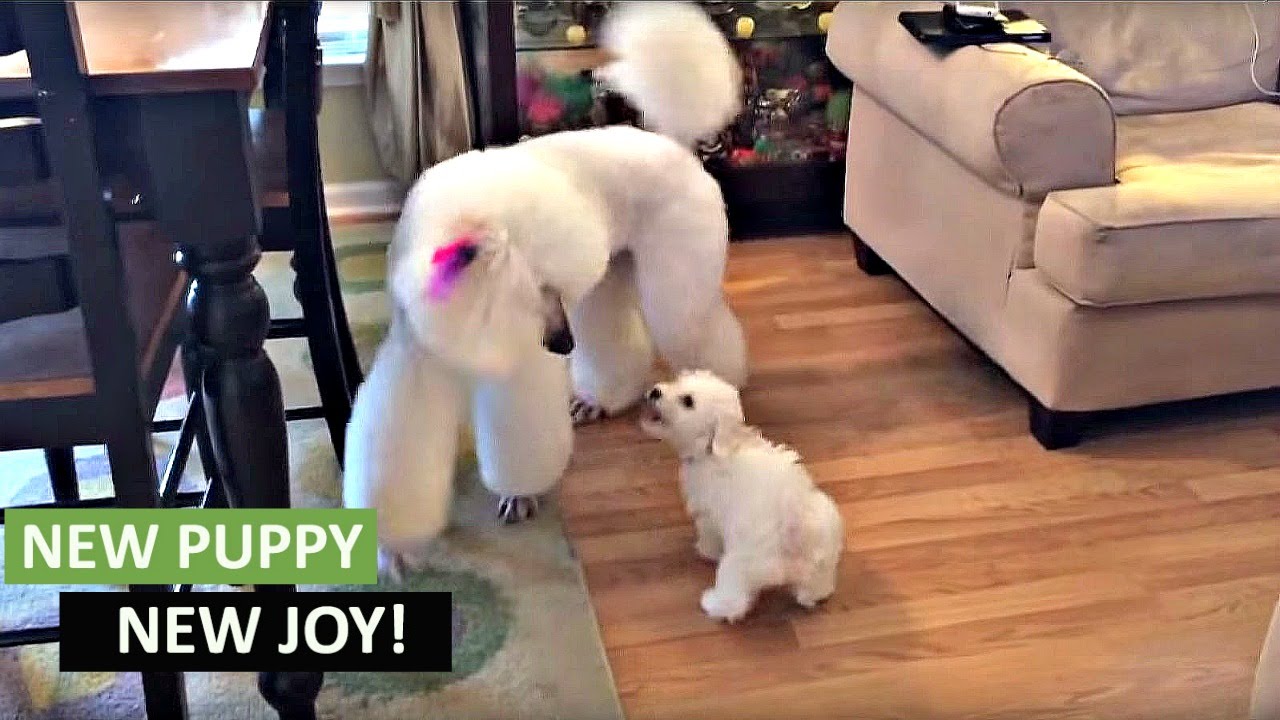 New puppy addition not intimidated by giant poodle