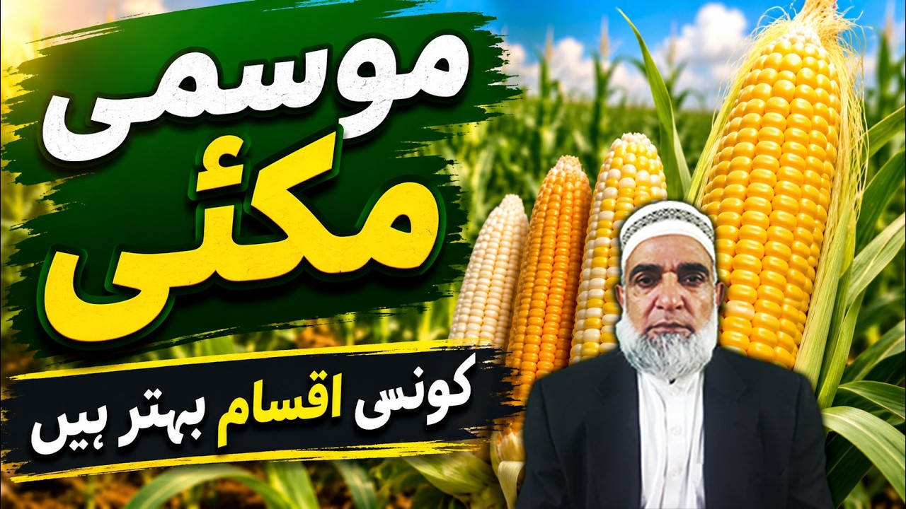 Best Autumn Maize Varieties for Pakistan in 2026 || Crop Reformer