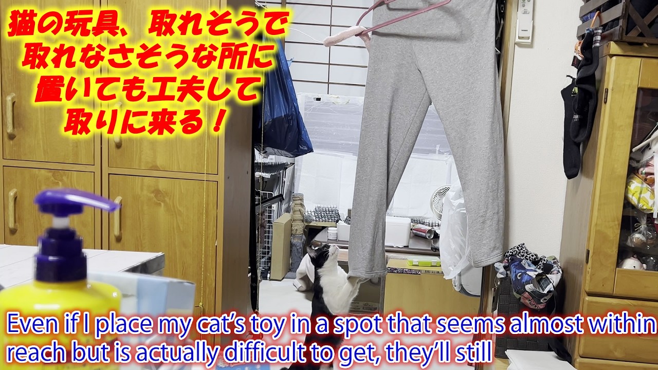 猫の玩具、取れそうで取れなさそうな所に置いても工夫して取りに来る！Even if I place my cat's toy in a spot that seems almost within rea
