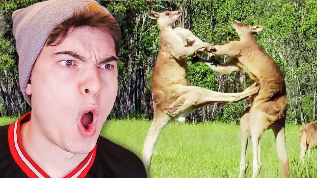 craziest animal fights caught on camera