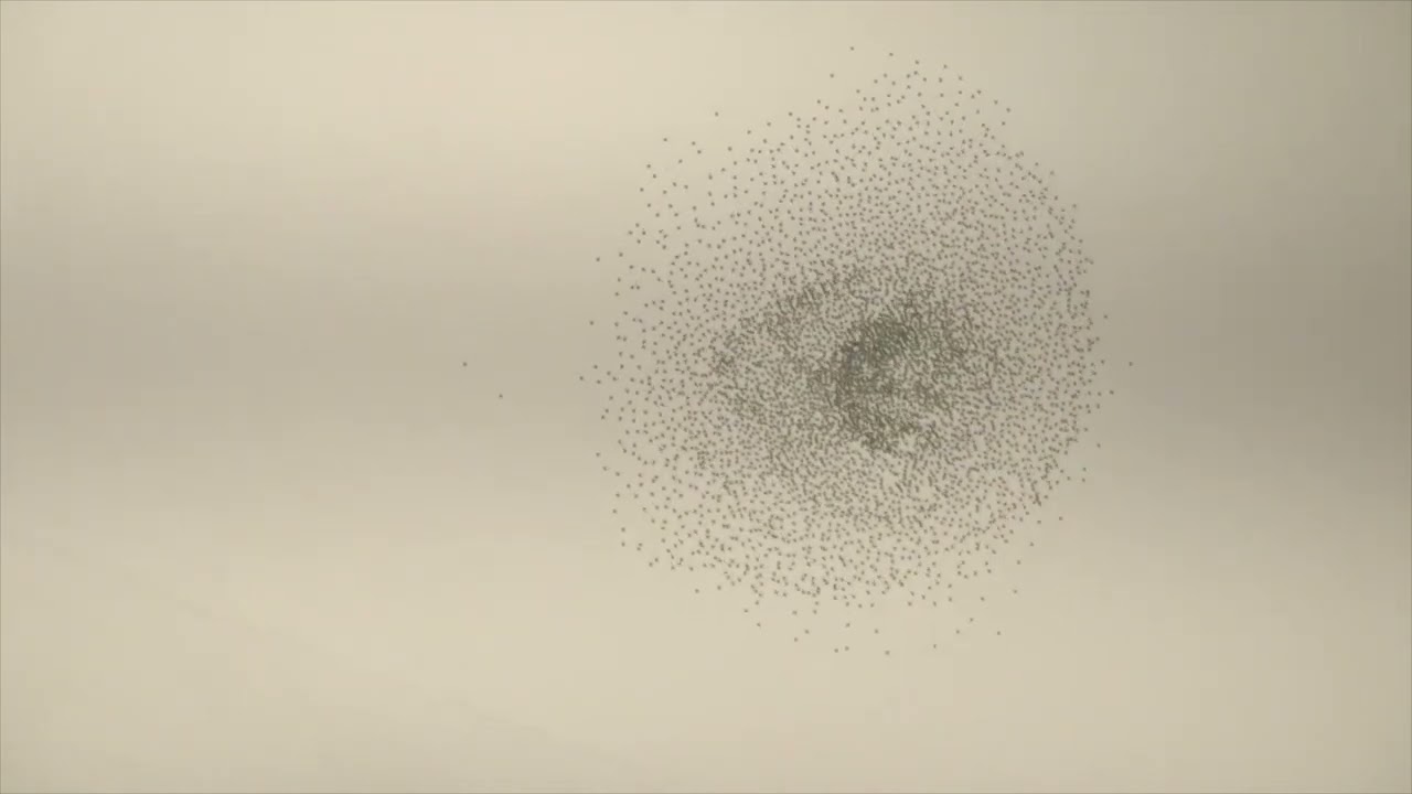 Reinhard Vanbergen - Murmuration (Official Video) - s0614