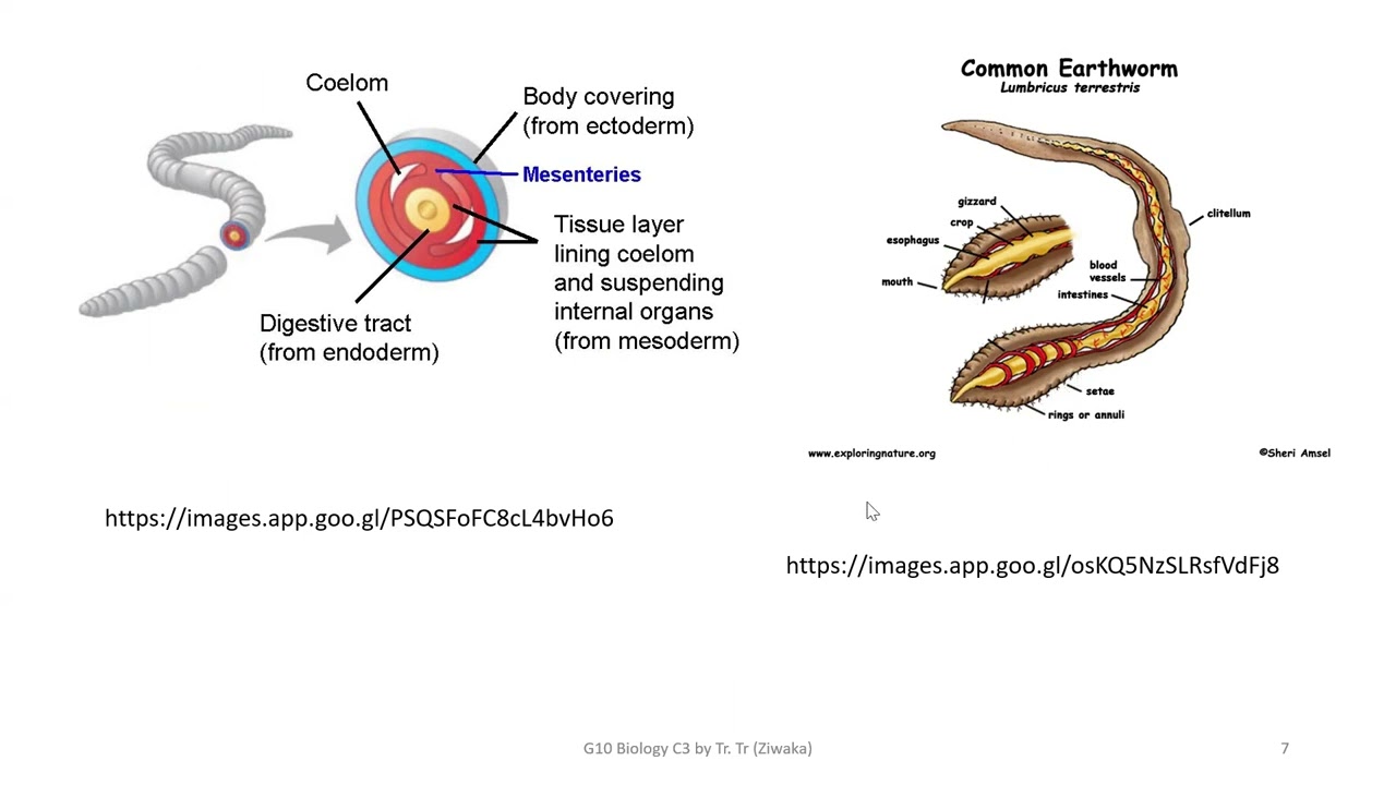 Grade 10 Biology Chapter 3.3, 3.3.1