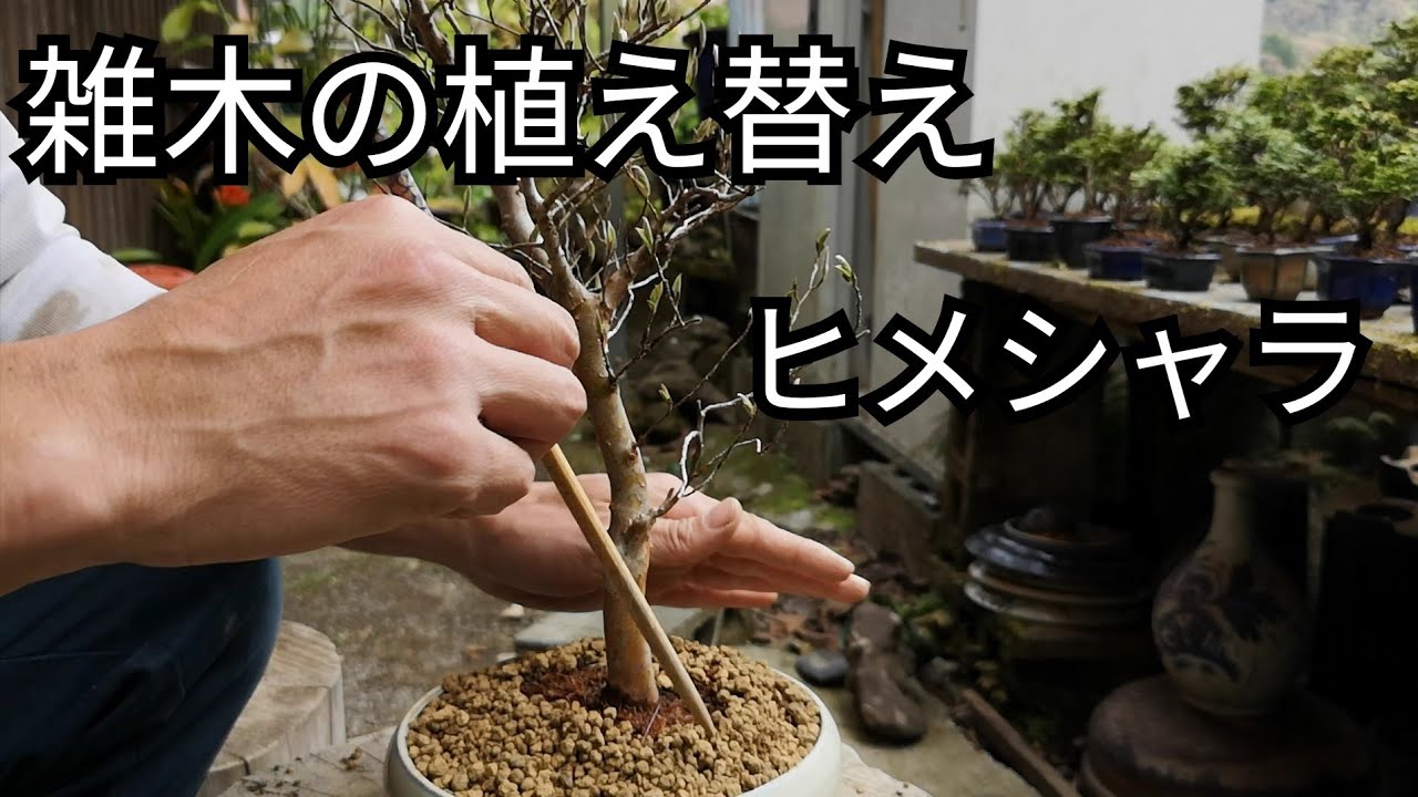 Bonsai diary/盆栽日記　＃72「休日のおうち時間　植物の植え替え｣素材ヒメシャラ