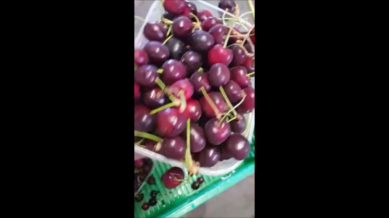 Lavorazione ciliegie Denocciolatrice Enoitalia