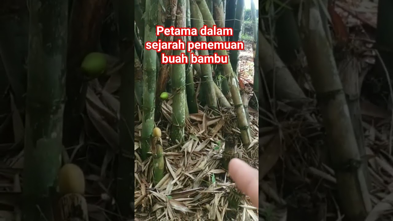 BUAH BAMBU TERNYATA SEPERTI INI