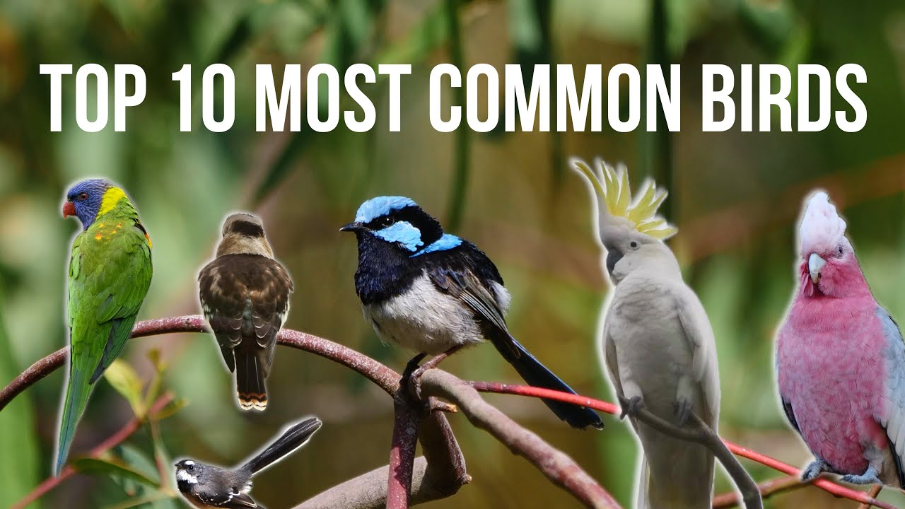 Top 10 most common birds in Melbourne, Australia.