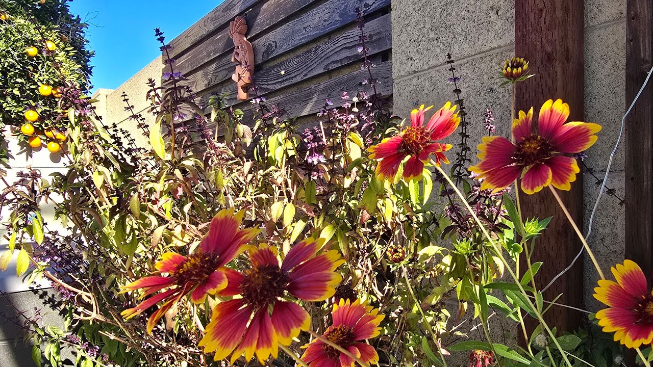 In The Garden: Pulling Weeds With Susie B!