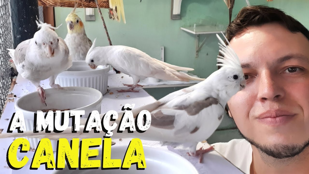 CALOPSITA MUTAÇÃO CANELA - MELHOR CASAL