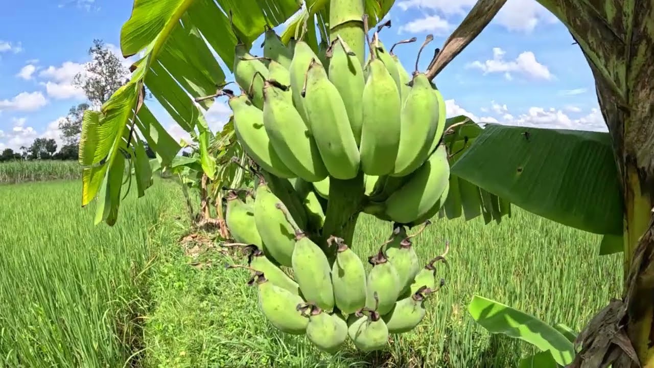 maison de Philippe et Nida en ISSAN PART 1